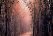 多特蒙德球迷疯狂庆祝胜利，欢乐大派对